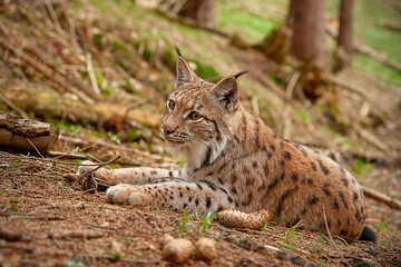 Naklejka na ściany i meble Eursian lynx laying on the ground in autmn forest with blurred background. Endangered mammal predator in natural environment. Wildlife scenery from nature.