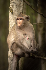 Long-tailed macaque sits in tree looking left