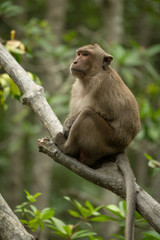 Naklejka na ściany i meble Long-tailed macaque sits in tree staring left