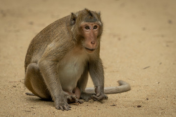 Long-tailed macaque sits staring on sandy ground