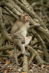 Long-tailed macaque sits on tangled mangrove roots