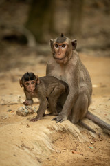Long-tailed macaque sits with baby on ground