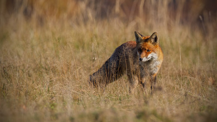 Red fox, vulpes vulpes, in autumn with blurred dry grass in background. Close-up of predator looking for a prey. Wildlife scenery with wild animal in nature.