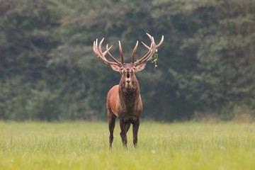 Naklejka na ściany i meble Strong male red deer, cervus elaphus, roaring in mating season on meadow isolated on green blurred background. Buck with big massive antlers trophy. Wild animal in natural environment. Dominant male.