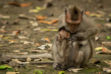 Mother long-tailed macaque grooms baby among leaves