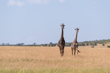 Two Masai giraffe walk in long grass