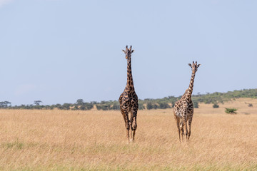 Two Masai giraffe walking in long grass