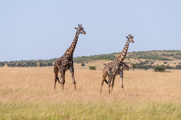 Fototapeta premium Two Masai giraffe walking side-by-side on savannah