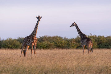 Two Masai giraffes standing in long grass