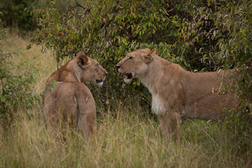 Fototapeta na wymiar Two lionesses stand in grass among bushes
