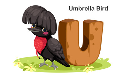 U for Umbrella bird