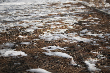 Pine needles texture. Pine needles background. Pine background. 
