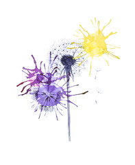 Abstract watercolor illustration of bright multicolor dandelions  isolated on white background.