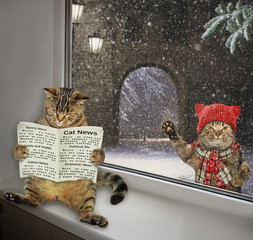 The funny cat is reading a newspaper on the windowsill at home. The other is outside. It is winter here.