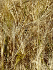 Gerst. Argrare Nutzpflanze gegen Hunger