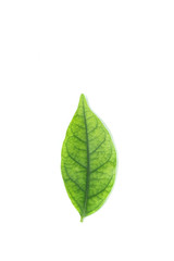 Fototapeta na wymiar Water jasmine leaf close up