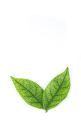 Water jasmine leaf close up