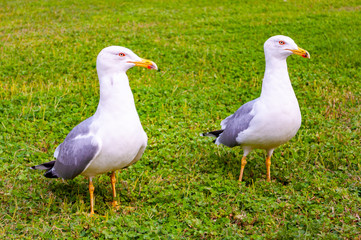 Two seagulls standing on the grass. The Larus Argentatus or the European herring gull is a large gull up to 65 cm long. One of the best known of all gulls along the shores of western Europe.