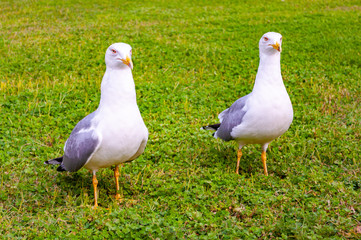 Two seagulls standing on the grass. The Larus Argentatus or the European herring gull is a large gull up to 65 cm long. One of the best known of all gulls along the shores of western Europe.