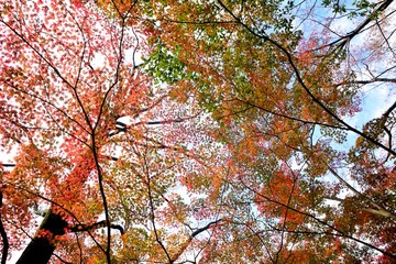 秋のカラフルな楓の葉が彩る