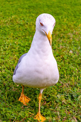 Obraz premium Seagull standing on the grass. The Larus Argentatus or the European herring gull is a large gull up to 65 cm long. One of the best known of all gulls along the shores of western Europe.