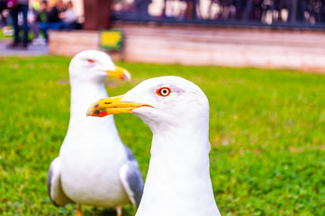 Two seagulls standing on the grass. The Larus Argentatus or the European herring gull is a large...