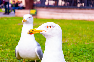 Two seagulls standing on the grass. The Larus Argentatus or the European herring gull is a large gull up to 65 cm long. One of the best known of all gulls along the shores of western Europe.