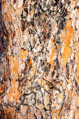 Close-up view of patterned surface of the pine tree trunk bark