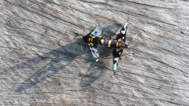 colorful moth mating on wood