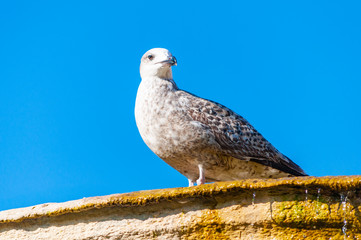 Young Juvenile Seagull Larus Argentatus or the European herring gull on a fountain. It is a large gull up to 65 cm long. One of best known of all gulls along the shores of western Europe.