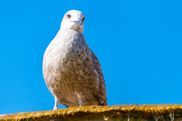 Young Juvenile Seagull Larus Argentatus or the European herring gull on a fountain. It is a large gull up to 65 cm long. One of best known of all gulls along the shores of western Europe.