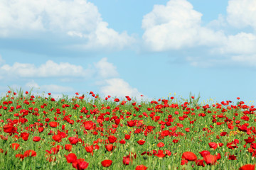 Fototapeta na wymiar poppies flower meadow and blue sky with clouds in spring countryside landscape