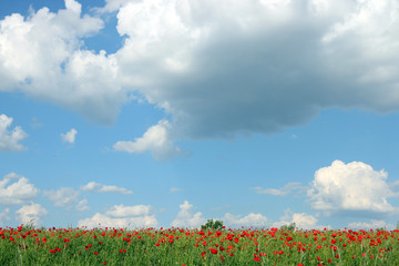 poppies flower meadow and blue sky with clouds in spring