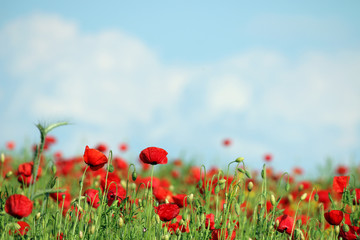 poppies flower meadow in spring countryside landscape