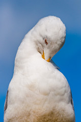 Close-up portrait of white Seagull cleaning washing its feathers. The Larus Argentatus or the European herring gull, seagull is a large gull up to 65 cm long. One of best known of all gulls