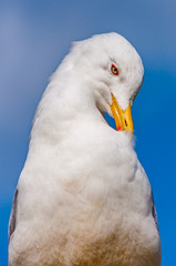 Close-up portrait of white Seagull cleaning washing its feathers. The Larus Argentatus or the European herring gull, seagull is a large gull up to 65 cm long. One of best known of all gulls