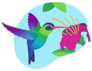 Bright multicolored blue and green hummingbird drinks nectar in flight from a large pink tropical flower on blue sky background