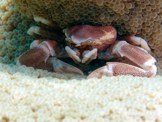 Anemone crab