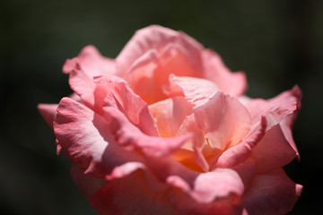ピンクのバラ　アップのバラ　薔薇　バラ　ばら
