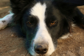 Primo piano dello sguardo e degli occhi di un giovane border collie