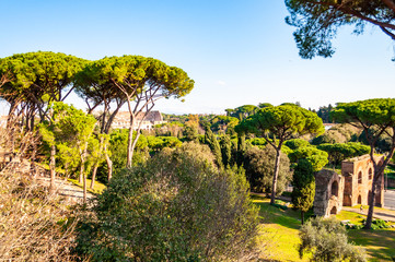 Fototapeta na wymiar Scenic evergreen park with growing pines, velvet grass lawns and remains, ruins of the Aquaduct, aqueduct of Claudius at the Palatine hill with Colosseum on the background in Rome