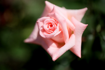 ピンクのバラ　薔薇　バラ　ばら　アップのバラ