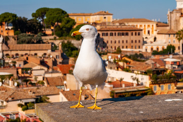 Portrait of white Seagull sitting on the roof. The Larus Argentatus or the European herring gull,...