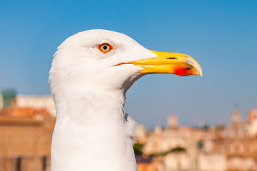 Portrait of white Seagull sitting on the roof. The Larus Argentatus or the European herring gull, seagull is a large gull up to 65 cm long