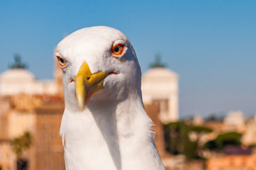 Portrait of white Seagull sitting on the roof. The Larus Argentatus or the European herring gull, seagull is a large gull up to 65 cm long