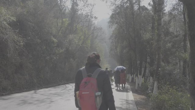 People walking in a forest park