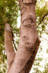 Interesting shapes and patterns on growing tree trunk