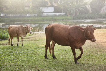 Two cows grazing in the field. Bentota. Sri lanka