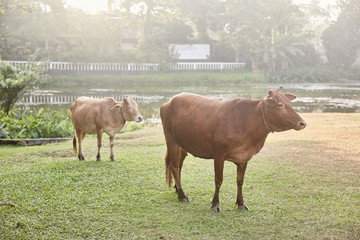 Two cows grazing in the field. Bentota. Sri lanka