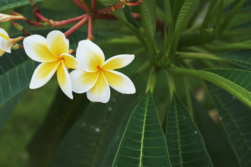 Fototapeta na wymiar Flower Tropical Frangipani